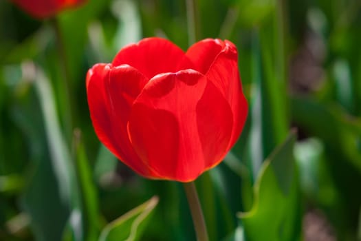 Tulips garden