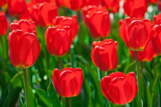 Tulips garden