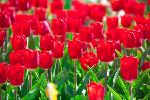 Tulips garden