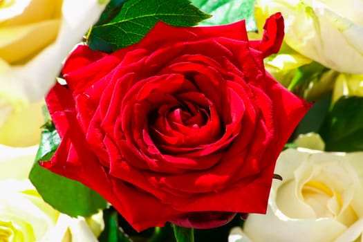 White and red roses, bouquet
