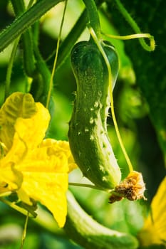 Cucumber in the plantation,close-up of the cucumber with flower