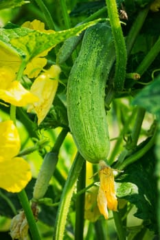 Cucumber in the plantation,close-up of the cucumber with flower