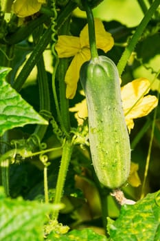 Cucumber in the plantation,close-up of the cucumber with flower