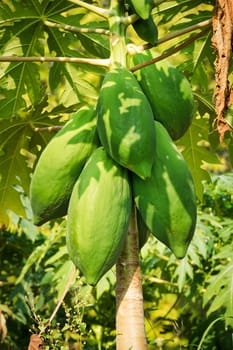 Papaya tree with fruit,tropical fruit on the plant