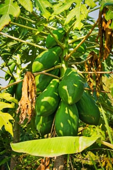 Papaya tree with fruit,tropical fruit on the plant