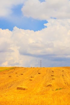 Wheat field and cloud sky