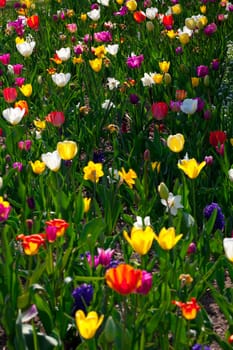 Tulips Garden