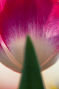 Tulips Garden