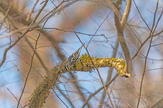 Black and White Warbler in the Forest in Congeree National Park in South Carolina