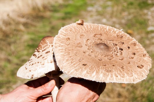 Parasol mushroom Macrolepiota procera on autumn mountain background