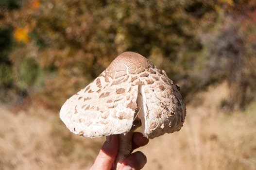 Parasol mushroom Macrolepiota procera on autumn mountain background