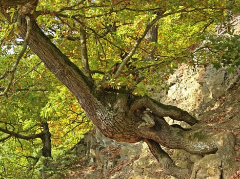 800-year-old grape oak (Quercus petraea) on the Edersee