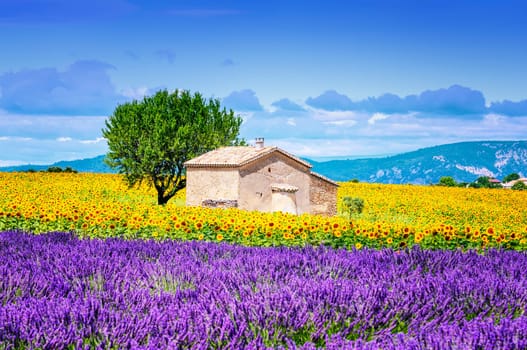 Beautiful landscape with sunflower field over cloudy blue sky and bright sun lights