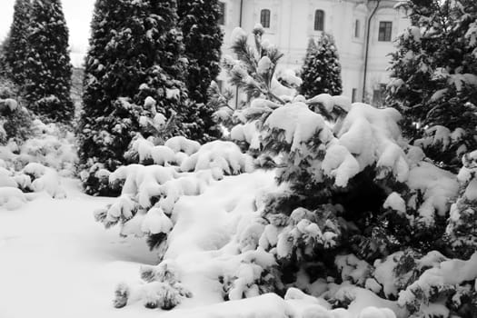 Green Christmas tree in the snow in Novospassky Monastery in Moscow