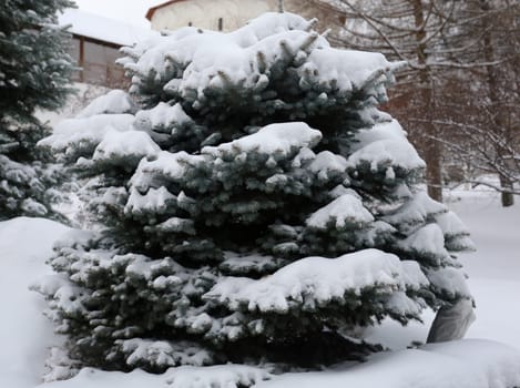 Green Christmas tree in the snow in Novospassky Monastery in Moscow