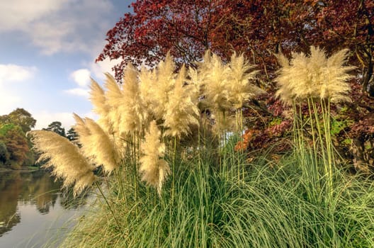 English autumn - Sheffield Park and Garden, Uckfield, United Kingdom