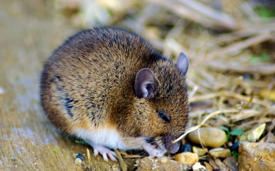 Wild vote / field mouse