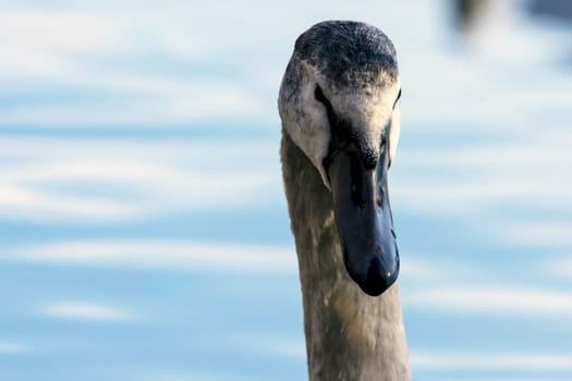 Young Swan - portrait - Bedfont Lakes Country Park, London