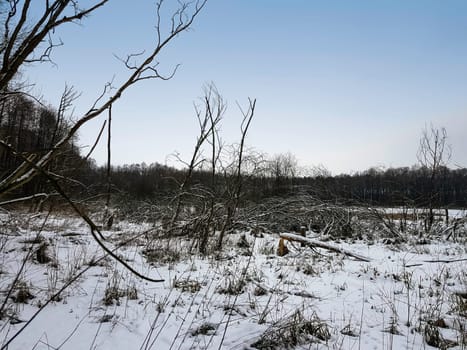 Sunset over swamp in Kampinos National Park in winter - Poland