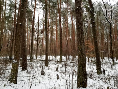 Winter in Kampinos National Park - Poland