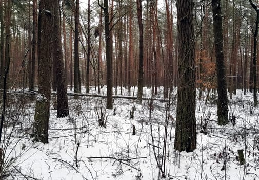 Winter in Kampinos National Park - Poland