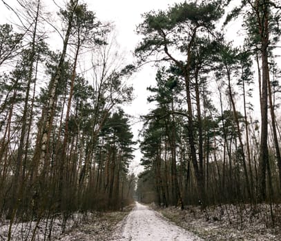 Winter in Kampinos National Park - Poland