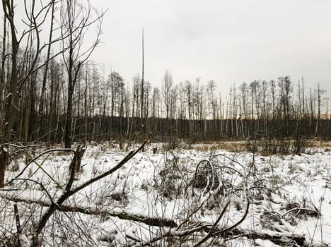 Sunset over swamp in Kampinos National Park in winter - Poland