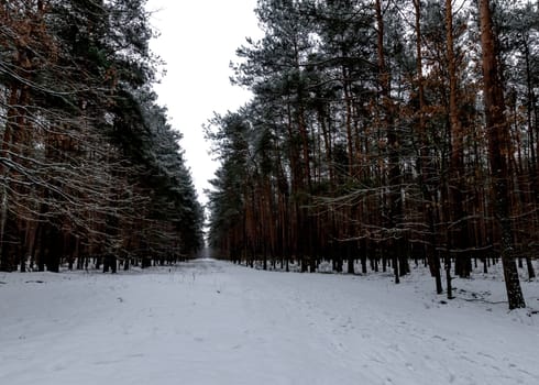 Winter in Kampinos National Park - Poland