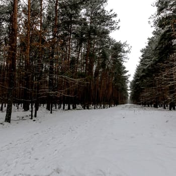 Winter in Kampinos National Park - Poland