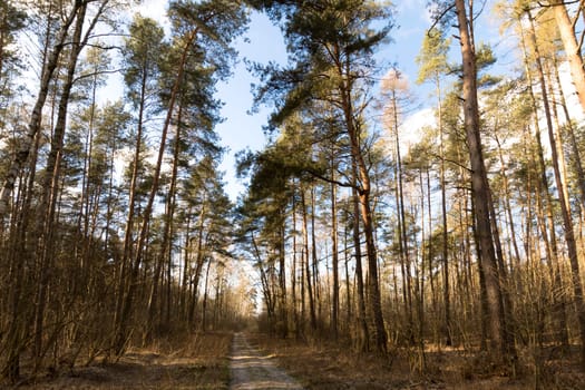 Sunny winter day in Kampinos National Park - Poland