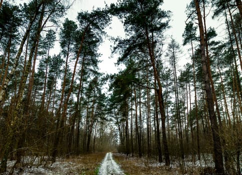 Winter in Kampinos National Park - Poland