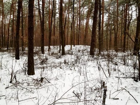 Winter in Kampinos National Park - Poland