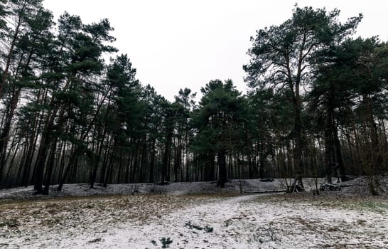 Winter in Kampinos National Park - Poland
