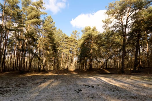 Sunny winter day in Kampinos National Park - Poland