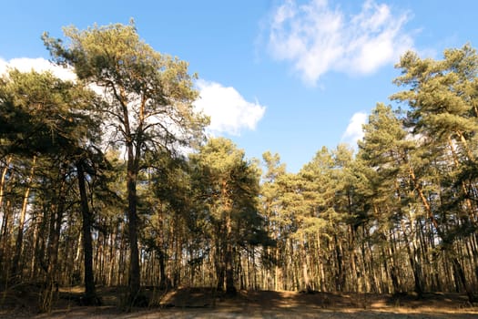 Sunny winter day in Kampinos National Park - Poland