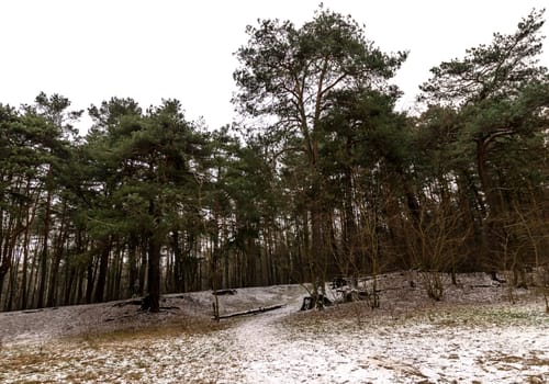 Winter in Kampinos National Park - Poland
