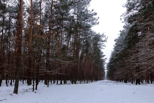 Winter in Kampinos National Park - Poland