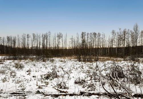 Sunset over swamp in Kampinos National Park in winter - Poland