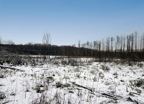 Sunset over swamp in Kampinos National Park in winter - Poland