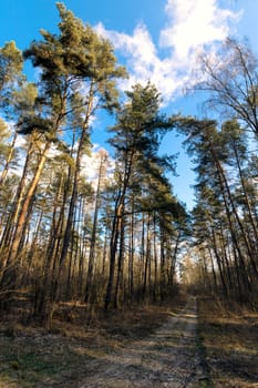 Sunny winter day in Kampinos National Park - Poland