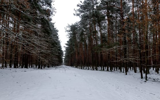 Winter in Kampinos National Park - Poland