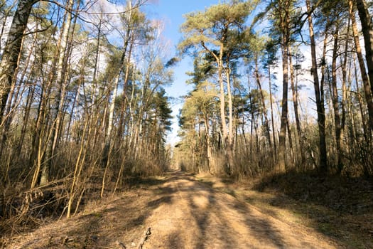 Sunny winter day in Kampinos National Park - Poland