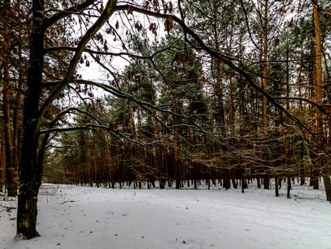 Winter in Kampinos National Park - Poland