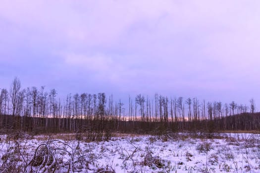 Sunset over swamp in Kampinos National Park in winter - Poland