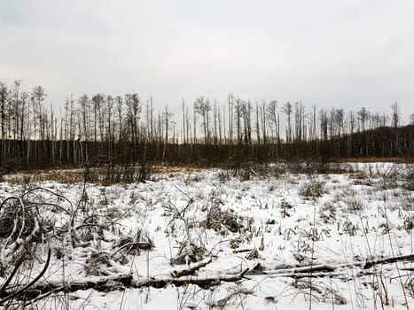 Sunset over swamp in Kampinos National Park in winter - Poland