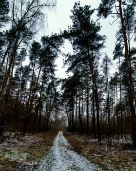 Winter in Kampinos National Park - Poland