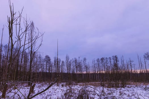 Sunset over swamp in Kampinos National Park in winter - Poland