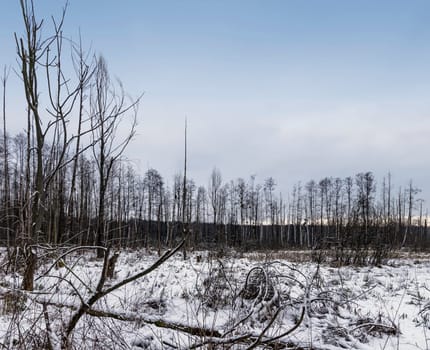 Sunset over swamp in Kampinos National Park in winter - Poland