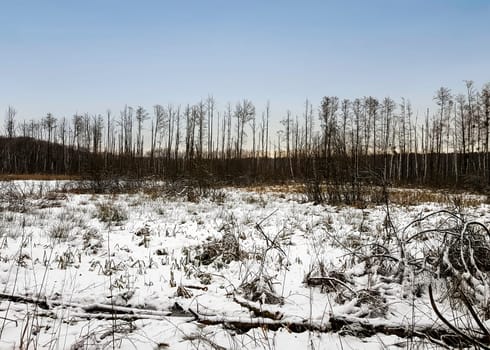 Sunset over swamp in Kampinos National Park in winter - Poland