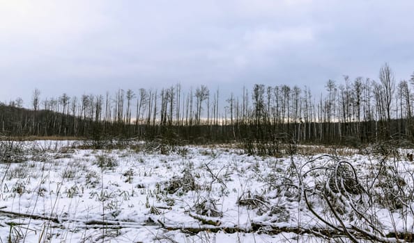 Sunset over swamp in Kampinos National Park in winter - Poland